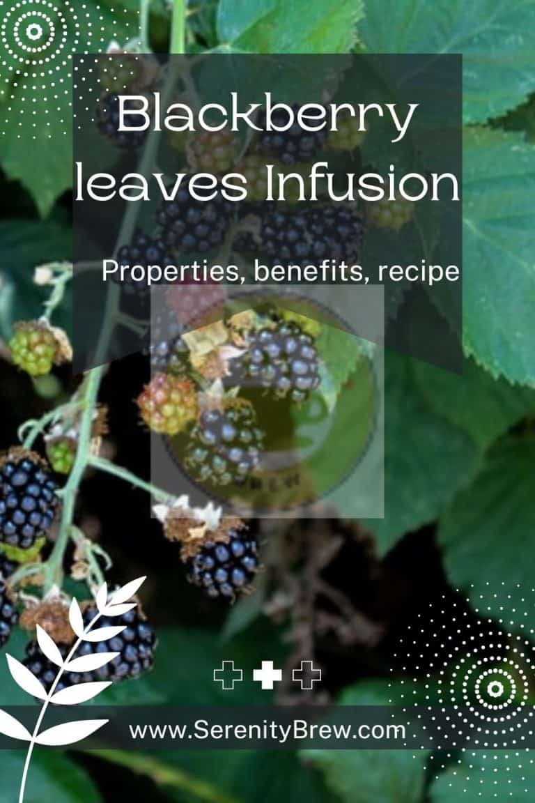 Blackberry leaves Infusion properties, benefits, recipe Serenity Brew